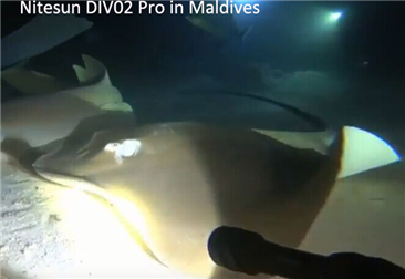 Nitesun DIV02 Pro in Maldives